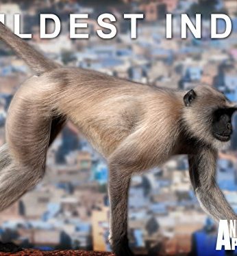 Wildest India