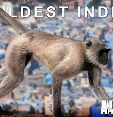 Wildest India