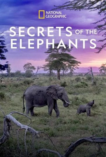 Secrets of the Elephants